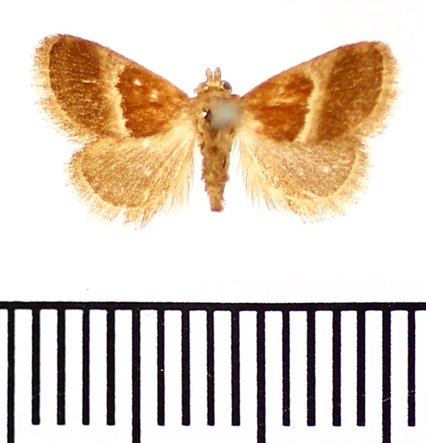/filer/webapps/moths/media/images/R/rufibasalis_Halseyia_AM_BMNH.jpg