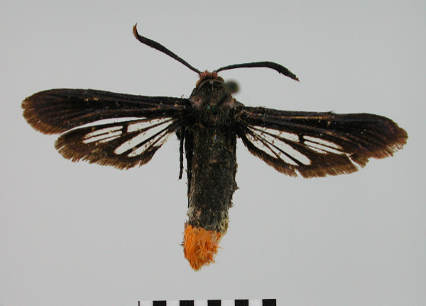 /filer/webapps/moths/media/images/R/ruficauda_Sura_HT_BMNH.jpg