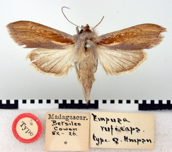 /filer/webapps/moths/media/images/R/ruficeps_Empusada_HT_BMNH.jpg