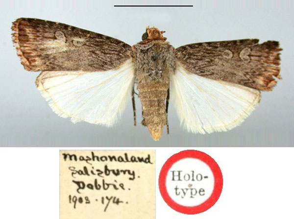 /filer/webapps/moths/media/images/R/ruficeps_Euxoa_HT_BMNH.jpg