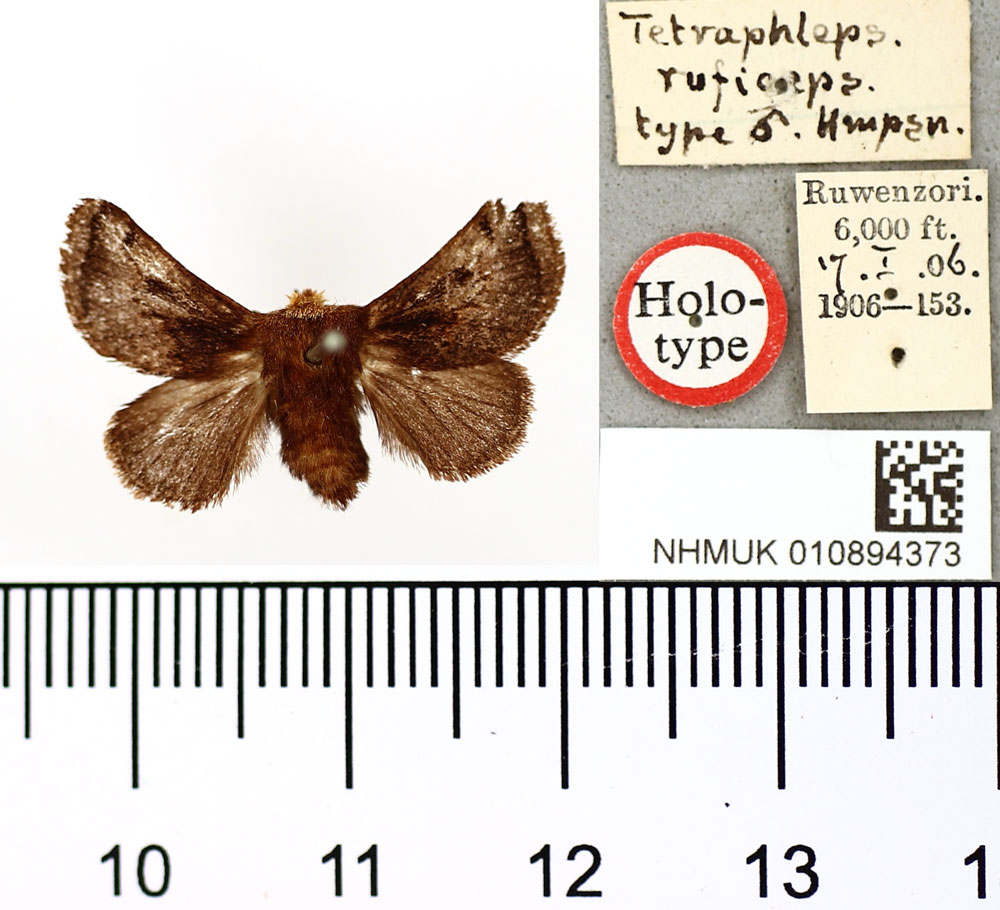 /filer/webapps/moths/media/images/R/ruficeps_Tetraphleps_HT_BMNH.jpg