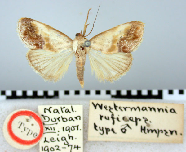/filer/webapps/moths/media/images/R/ruficeps_Westermannia_HT_BMNH.jpg