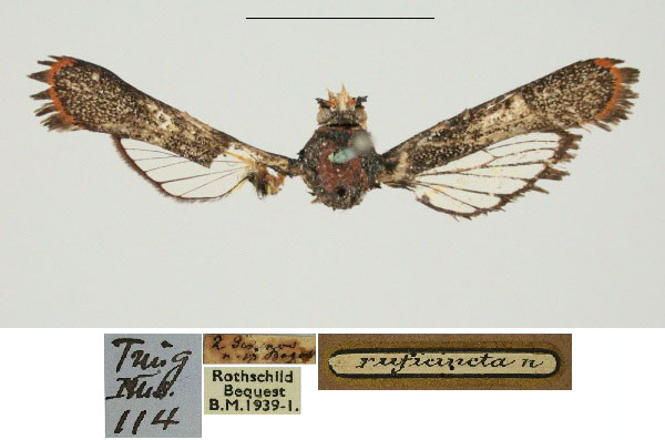 /filer/webapps/moths/media/images/R/ruficincta_Leuthneria_HT_BMNH_eicSG2l.jpg