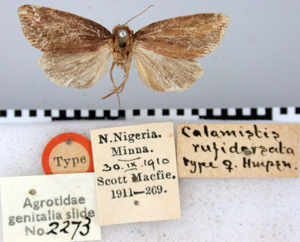 /filer/webapps/moths/media/images/R/rufidorsata_Busseola_HT_BMNH.jpg