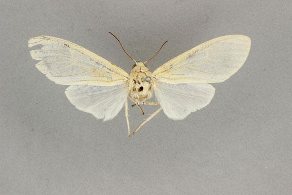 /filer/webapps/moths/media/images/R/rufifemur_Amerila_HT_BMNH.jpg