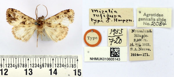/filer/webapps/moths/media/images/R/rufifusa_Miselia_HT_BMNH.jpg