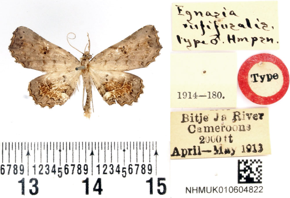 /filer/webapps/moths/media/images/R/rufifusalis_Egnasia_HT_BMNH.jpg