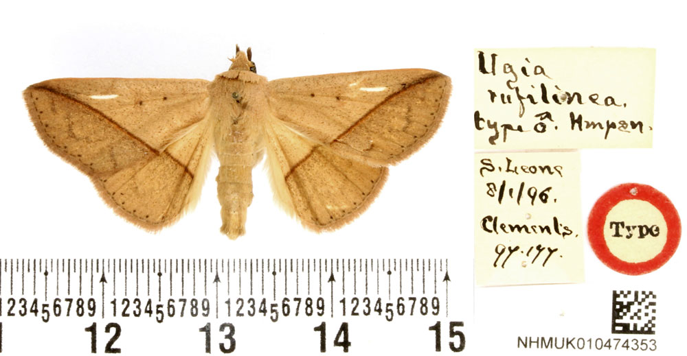 /filer/webapps/moths/media/images/R/rufilinea_Ugia_HT_BMNH.jpg