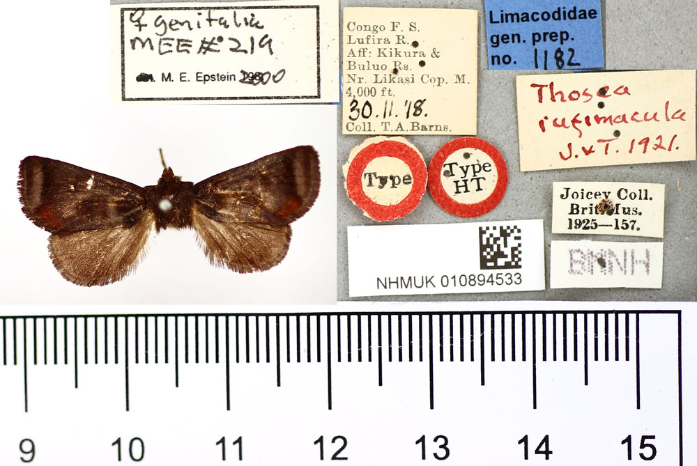 /filer/webapps/moths/media/images/R/rufimacula_Thosea_HT_BMNH.jpg