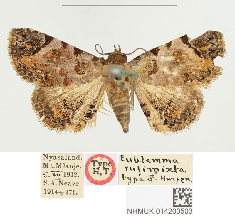 /filer/webapps/moths/media/images/R/rufimixta_Eublemma_HT_BMNH.jpg