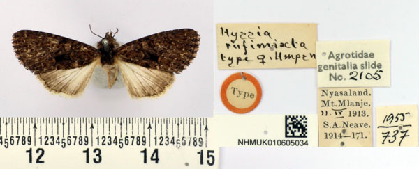 /filer/webapps/moths/media/images/R/rufimixta_Hyssia_HT_BMNH.jpg