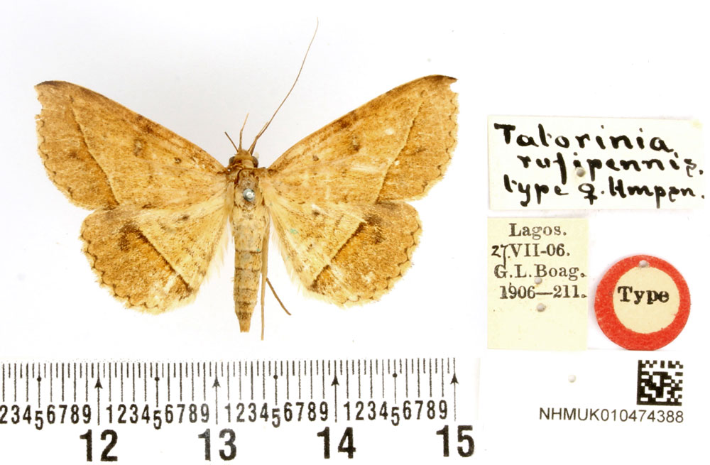 /filer/webapps/moths/media/images/R/rufipennis_Tatorinia_HT_BMNH.jpg