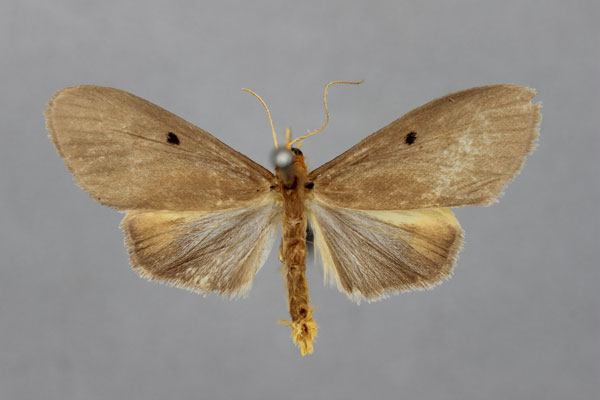 /filer/webapps/moths/media/images/R/rufipex_Paradoxosia_HT_BMNH.jpg
