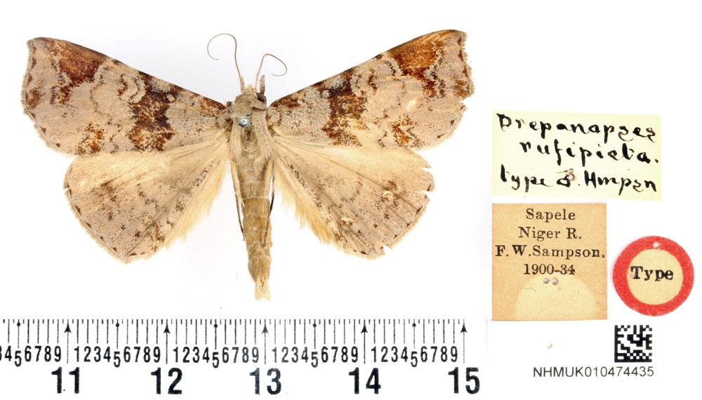 /filer/webapps/moths/media/images/R/rufipicta_Drepanopses_STM_BMNH.jpg