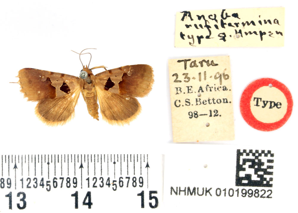 /filer/webapps/moths/media/images/R/rufitermina_Anoba_HT_BMNH.jpg