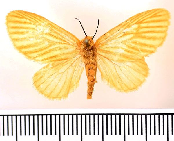 /filer/webapps/moths/media/images/R/rufivena_Andaingo_AF_BMNH.jpg