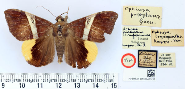 /filer/webapps/moths/media/images/R/rufobrunnea_Achaea_HT_BMNH.jpg