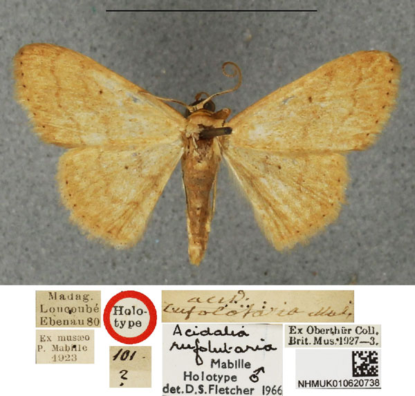 /filer/webapps/moths/media/images/R/rufolutaria_Scopula_HT_BMNH.jpg