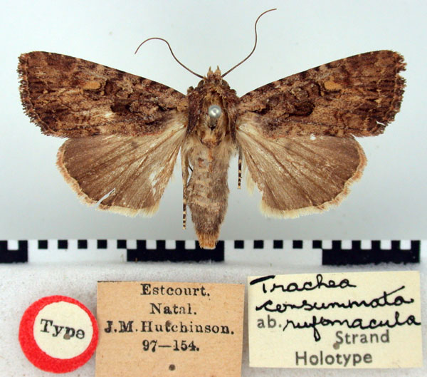 /filer/webapps/moths/media/images/R/rufomacula_Trachea_HT_BMNH.jpg