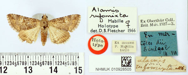 /filer/webapps/moths/media/images/R/rufomixta_Alamis_HT_BMNH.jpg
