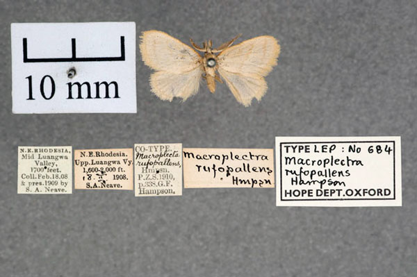 /filer/webapps/moths/media/images/R/rufopallens_Macroplectra_ST_OUMNH_01.jpg