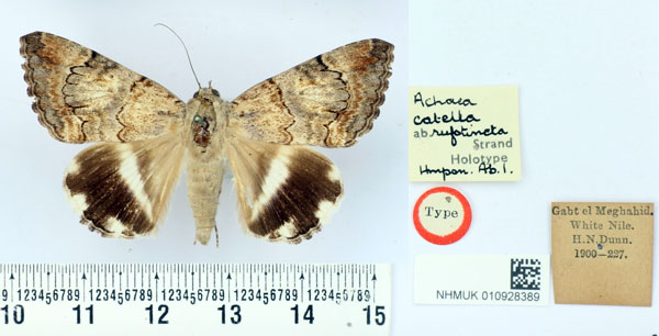/filer/webapps/moths/media/images/R/rufotincta_Achaea_HT_BMNH.jpg