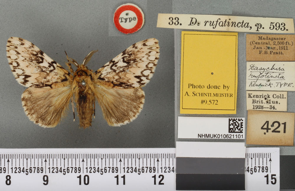 /filer/webapps/moths/media/images/R/rufotincta_Dasychira_LT_BMNHa.jpg