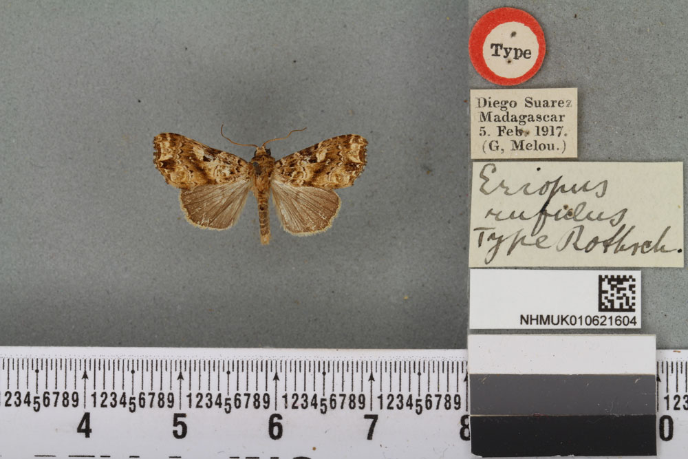 /filer/webapps/moths/media/images/R/rufulus_Eriopus_HT_BMNHa.jpg