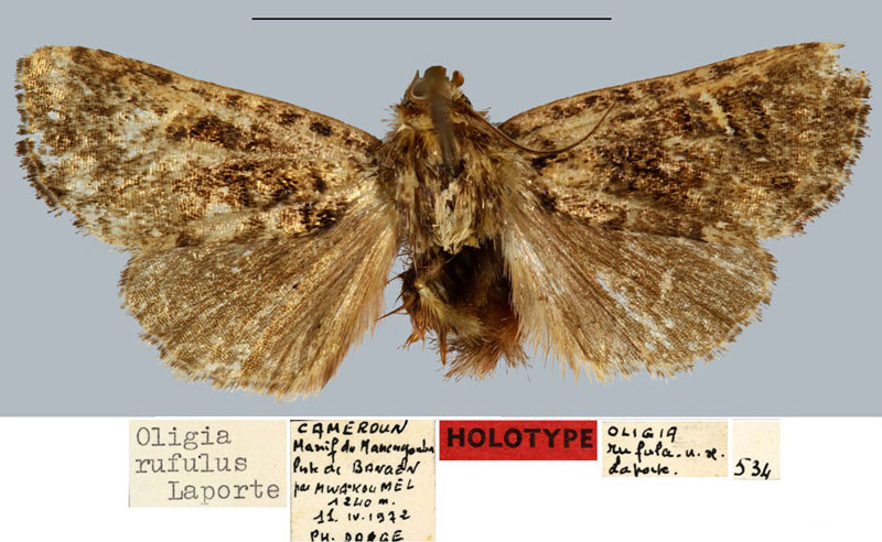 /filer/webapps/moths/media/images/R/rufulus_Oligia_HT_MNHN.jpg