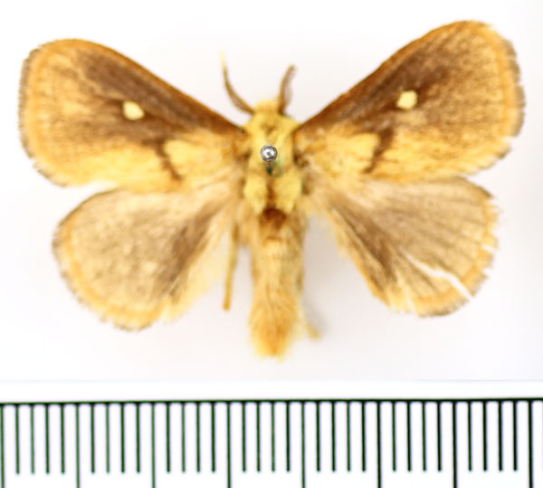 /filer/webapps/moths/media/images/R/rugosa_Cosuma_AM_BMNH.jpg