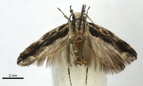 /filer/webapps/moths/media/images/R/rukinga_Tricerophora_HT_BMNH.jpg