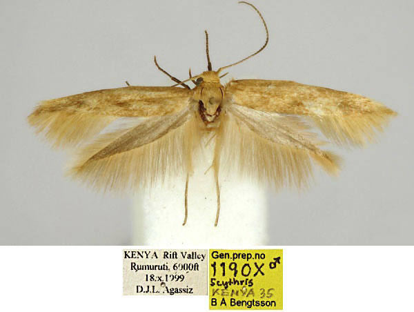 /filer/webapps/moths/media/images/R/rumurutiensis_Scythris_HT_BMNH_stxln7c.jpg