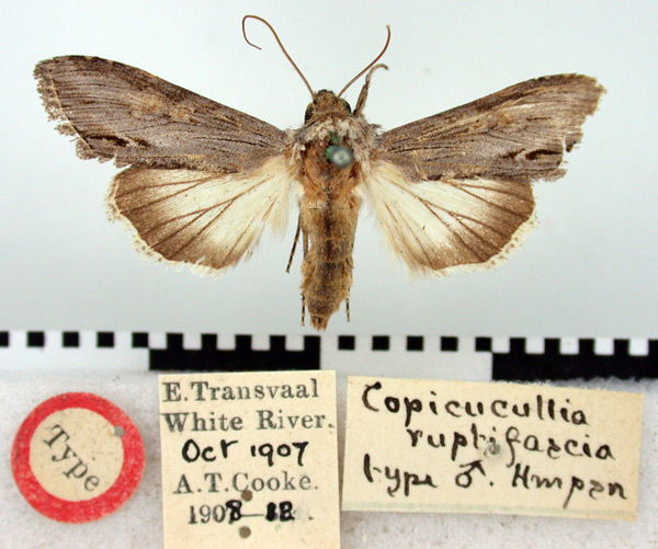/filer/webapps/moths/media/images/R/ruptifascia_Copicucullia_HT_BMNH.jpg
