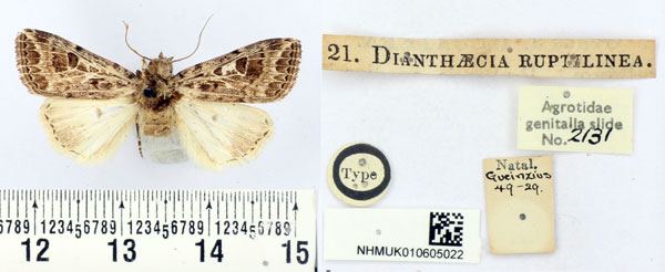 /filer/webapps/moths/media/images/R/ruptilinea_Dianthaecia_HT_BMNH.jpg