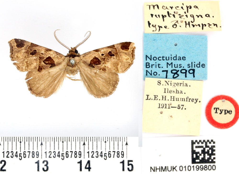/filer/webapps/moths/media/images/R/ruptisigna_Marcipa_HT_BMNH.jpg