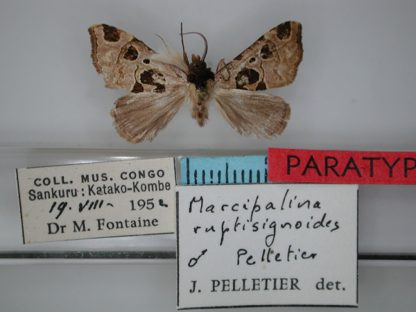 /filer/webapps/moths/media/images/R/ruptisignoides_Marcipalina_PT_RMCA_01.jpg