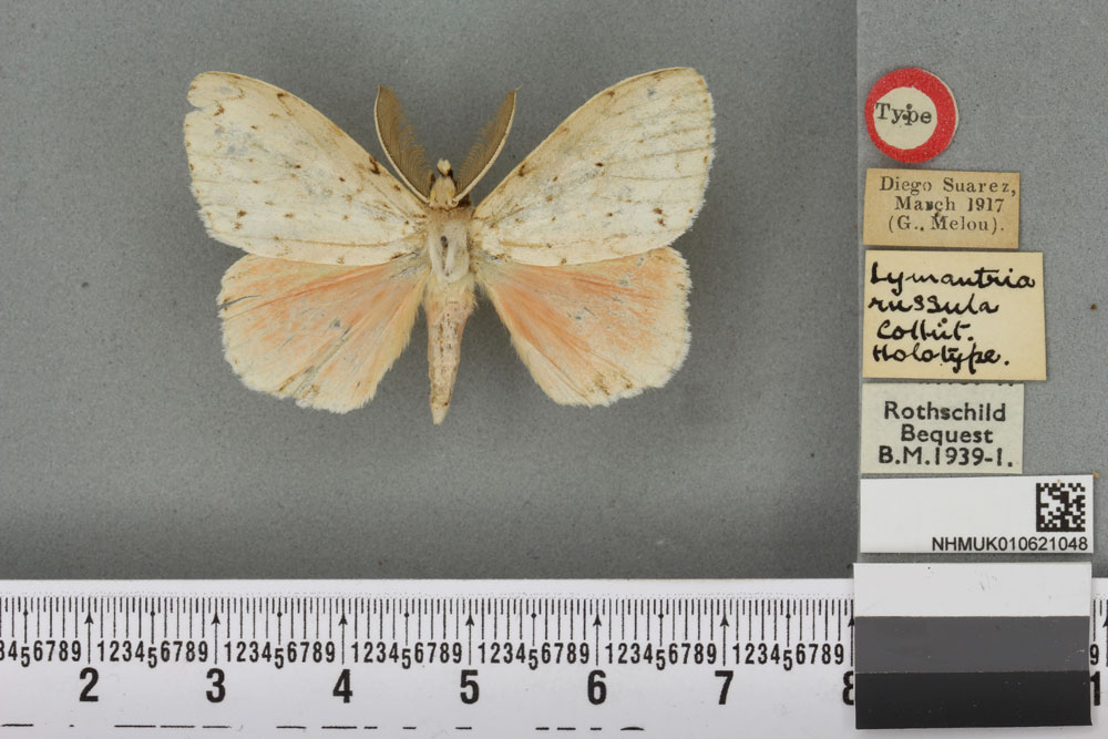 /filer/webapps/moths/media/images/R/russula_Lymantria_HT_BMNHa.jpg