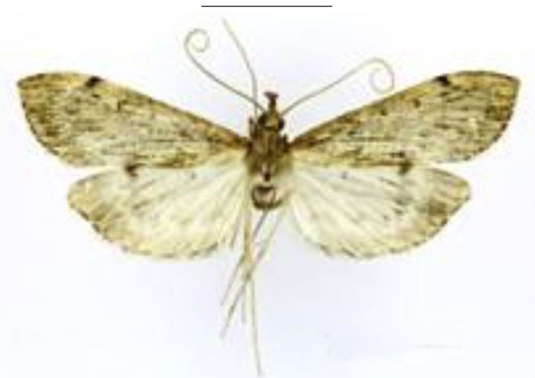 /filer/webapps/moths/media/images/R/ruwenzoriensis_Afreuclasta_HT_ABSRC.jpg