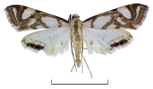 /filer/webapps/moths/media/images/R/ruwenzoriensis_Eoophila_HT_BMNH.jpg