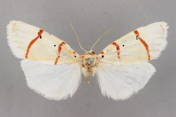 /filer/webapps/moths/media/images/S/saalmuelleri_Cyana_LT_BMNH.jpg