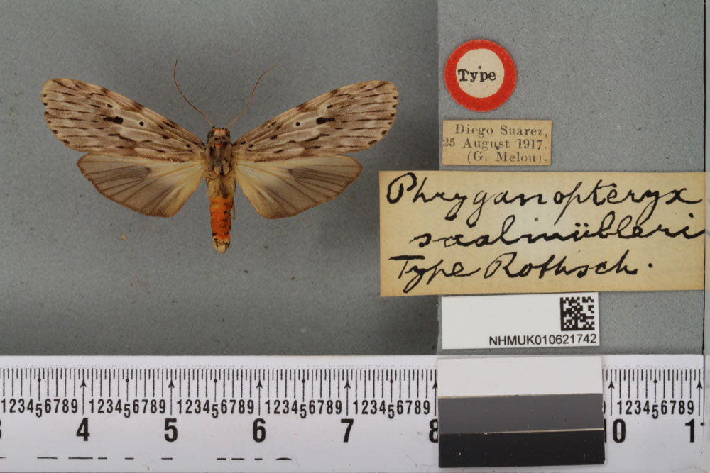 /filer/webapps/moths/media/images/S/saalmuelleri_Phryganopteryx_HT_BMNHa.jpg