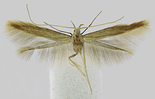 /filer/webapps/moths/media/images/S/sabaea_Coleophora_AM_BMNH.jpg