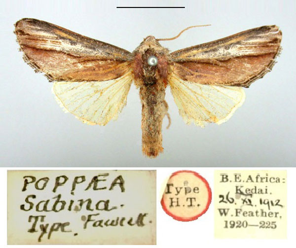 /filer/webapps/moths/media/images/S/sabina_Poppaea_HT_BMNH.jpg