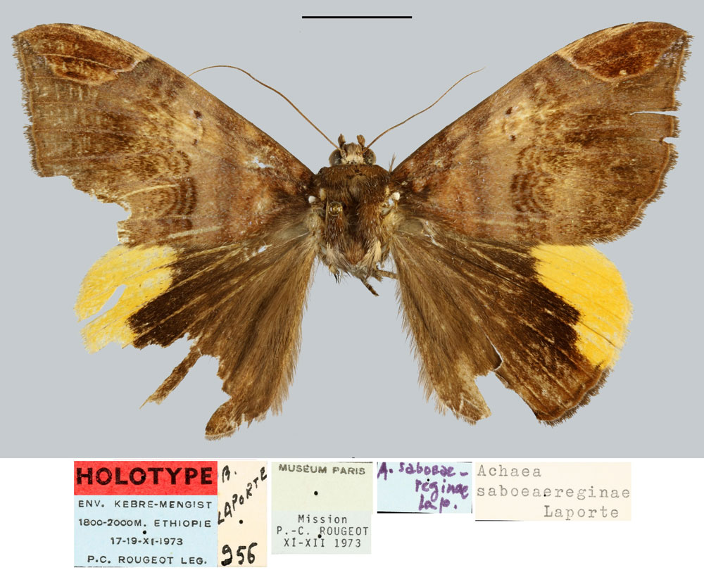 /filer/webapps/moths/media/images/S/saboeaereginae_Achaea_HT_MNHN.jpg