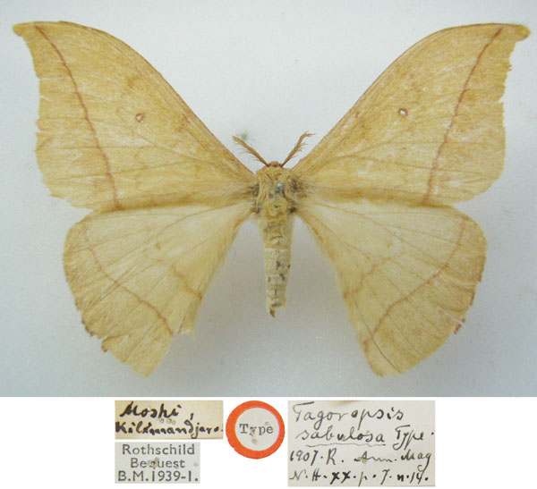 /filer/webapps/moths/media/images/S/sabulosa_Tagoropsis_HT_NHMUK.jpg