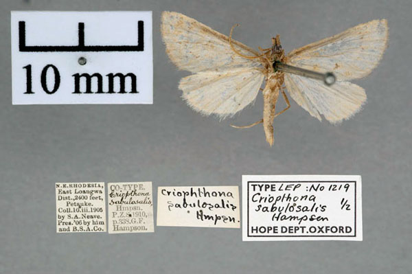 /filer/webapps/moths/media/images/S/sabulosalis_Criophthona_PT_OUMNH_01.jpg