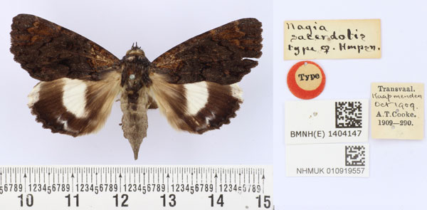 /filer/webapps/moths/media/images/S/sacerdotis_Nagia_HT_BMNH.jpg