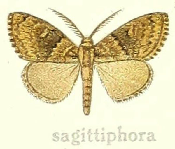/filer/webapps/moths/media/images/S/sagittiphora_Dasychira_ST_Hering_24e.jpg