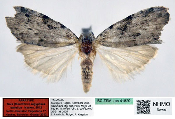 /filer/webapps/moths/media/images/S/sahelica_Nola_PT_NHMO.jpg