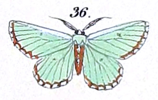 /filer/webapps/moths/media/images/S/saliata_Racheospila_HT_Felder_1875_127-36.jpg